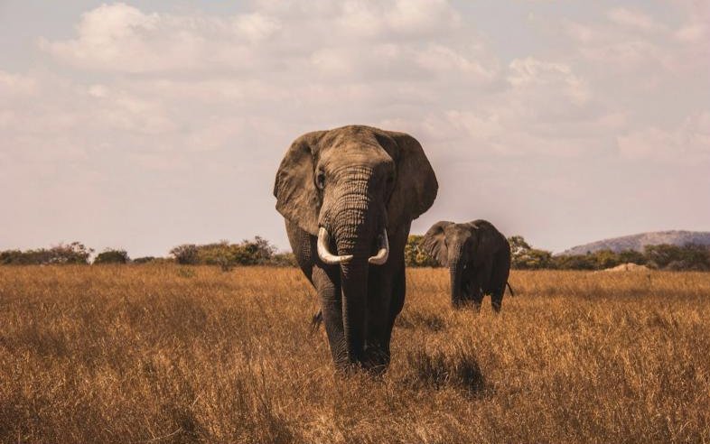 Two elephants walking through golden savannah grass